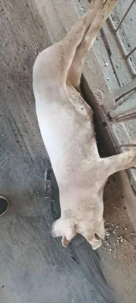 又有新特点!_死亡_蓝耳_母猪