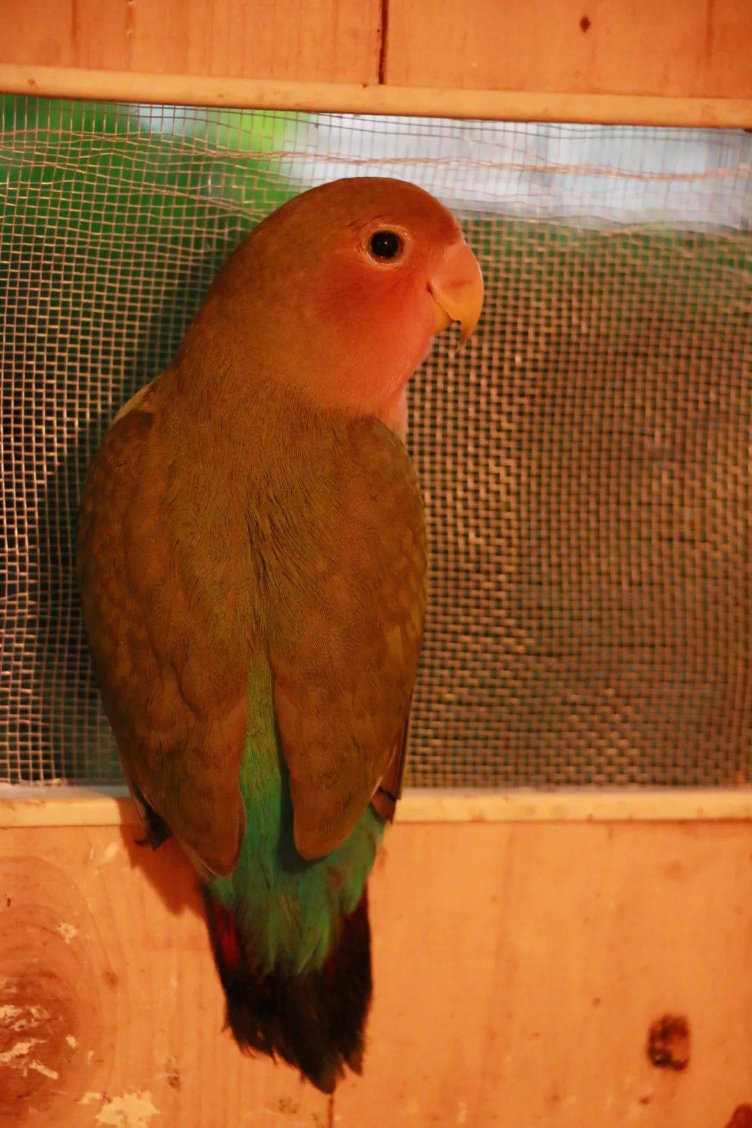 最忠诚的“爱情鸟”：牡丹鹦鹉，和伴侣相依相偎，厮守终生！_搜狐网