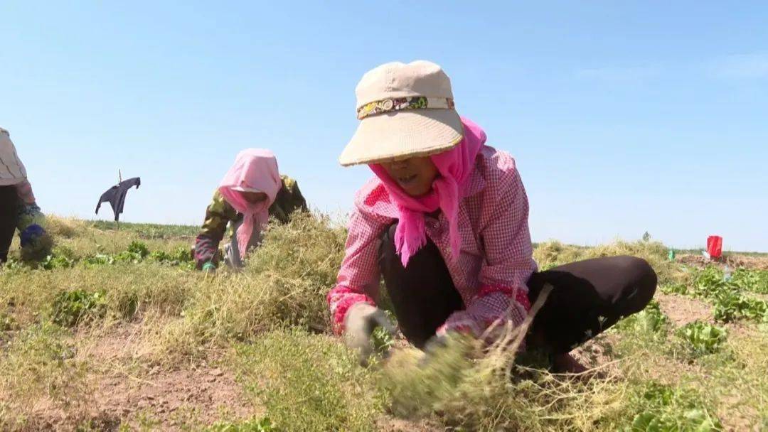 高台:3万多亩孜然进入收获期_种植_罗城镇_孙志毅