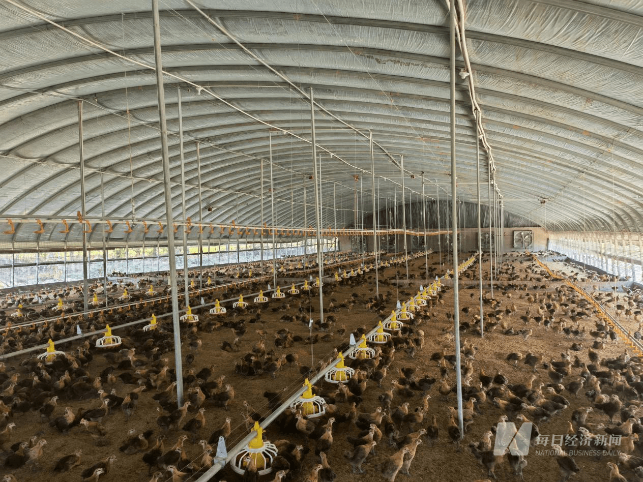 棚山畜牧养鸡场,雏鸡正在啄食图片来源:每经记者 黄鑫磊 摄《每日经济