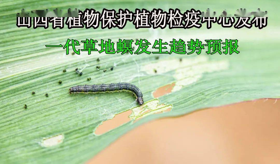 今年山西省一代草地螟发生趋势及防治建议