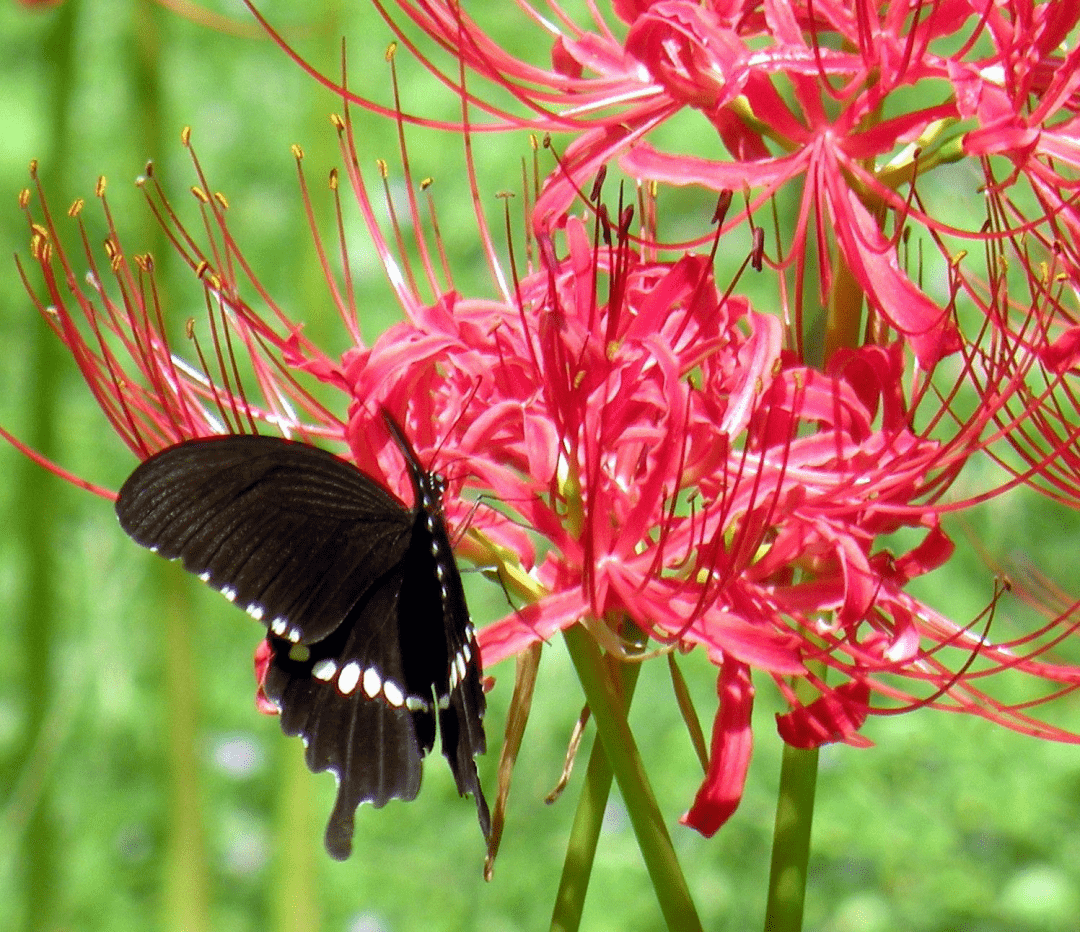 玉带凤蝶清单中鸟类与红色名录的鸟类名录大体一致.