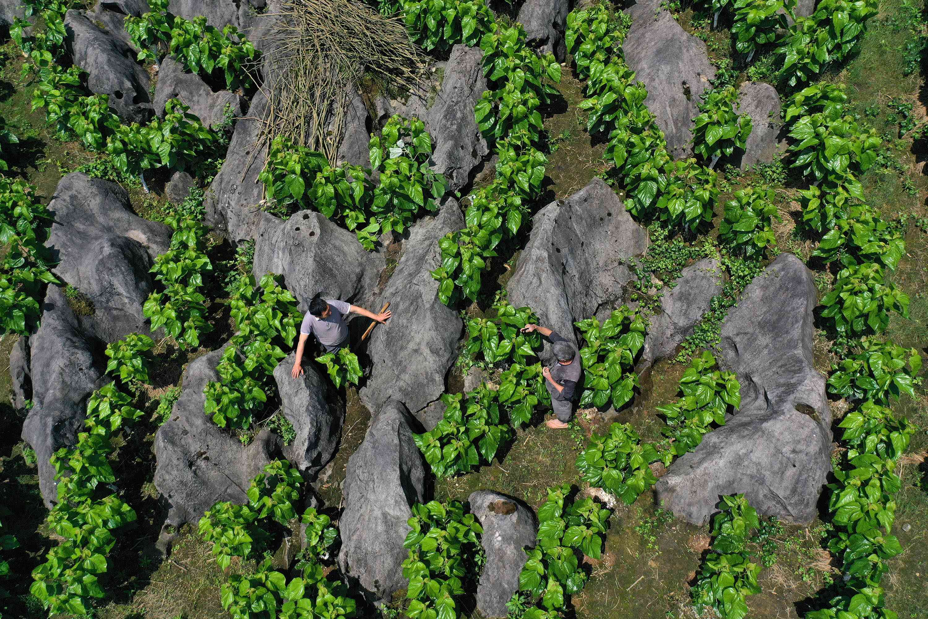 对症下药重庆治理石漠化的三条路径