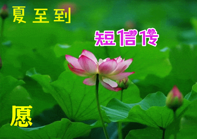 6月21日夏至最漂亮早上好动态表情图片大全,早晨好动图美图大全_问候