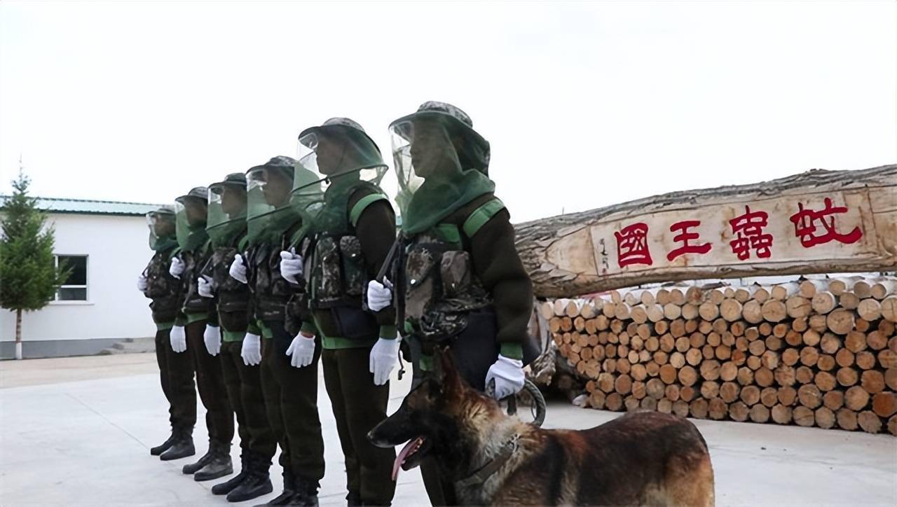 中国北湾边防线7只军犬被蚊子咬死战士每天灭蚊装满20个脸盆