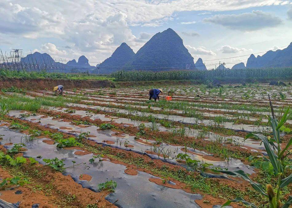 【乡村振兴】一地生四金丨天等县上映乡推行村股份经济合作联合社公司