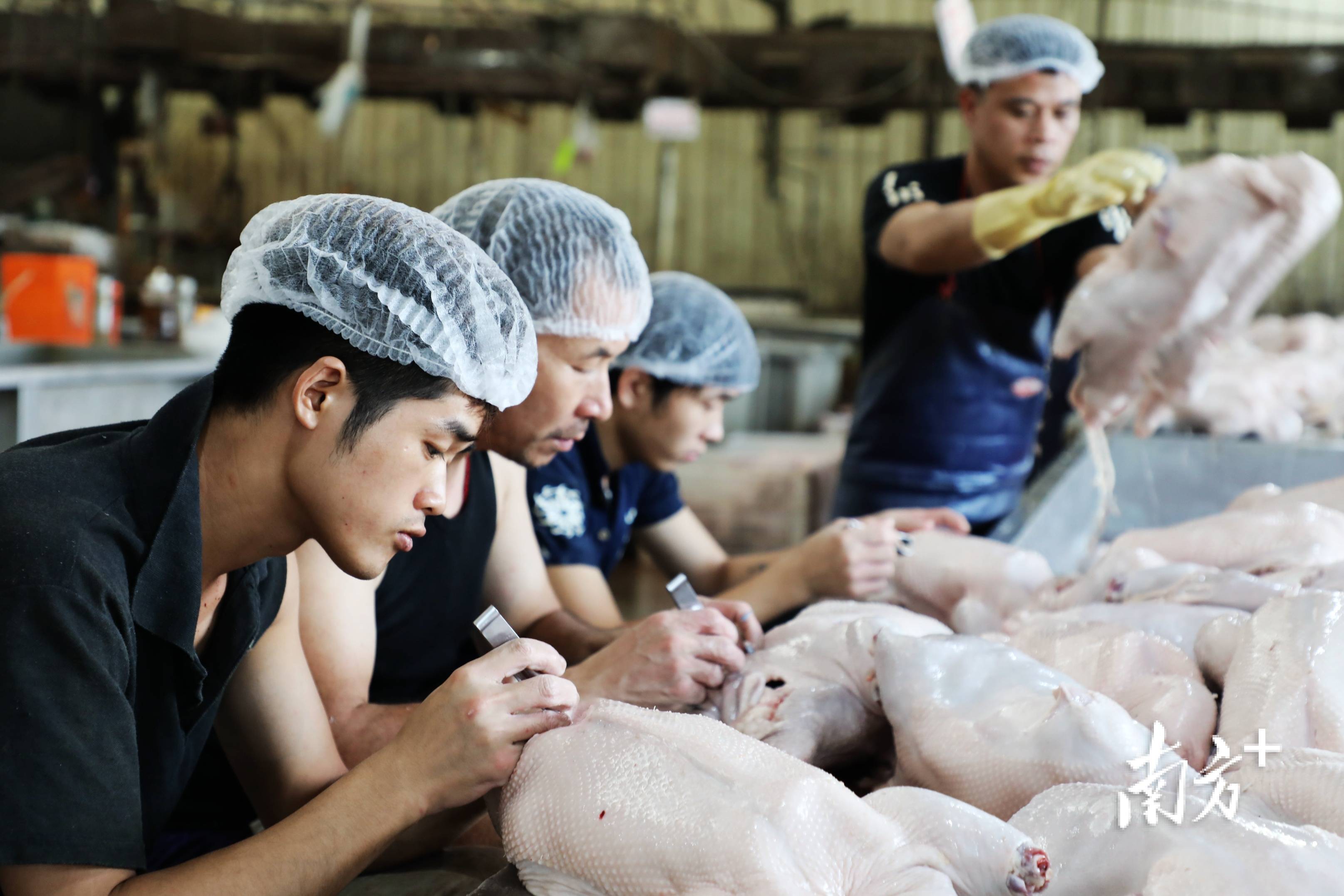 澄海狮头鹅密码①丨雅信合作社全自动狮头鹅屠宰流水线精准控温提高良