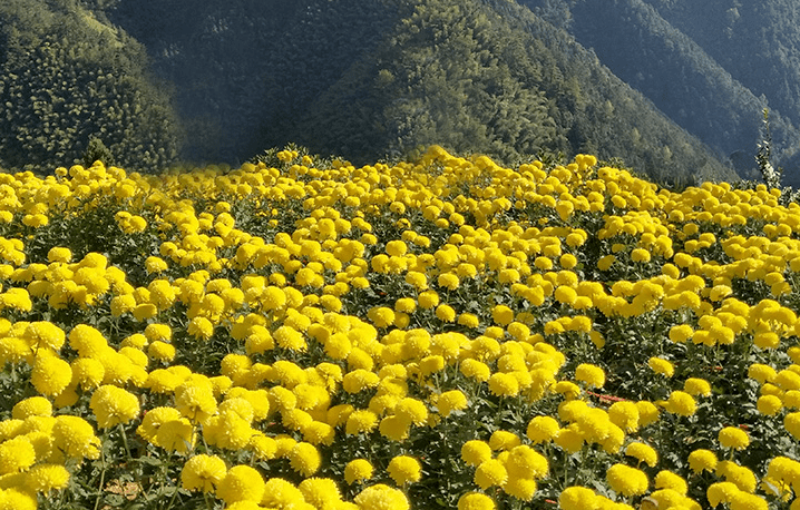 最后1天!夏日必备!金丝皇菊/徽州皇菊,消暑生津,祛风润喉,限时福利价,