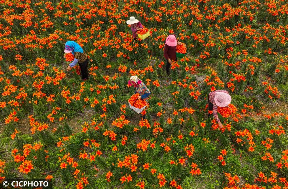 百合花开富农家 荣成市 东庄村 虎山镇