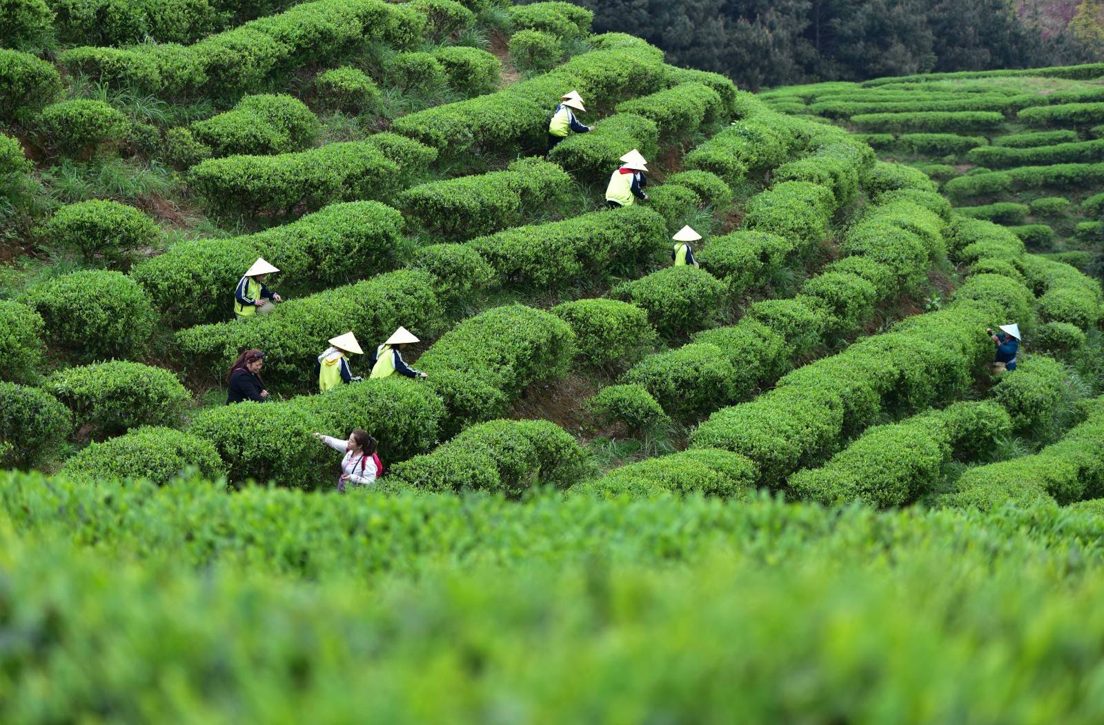 丹寨打响绿茶硒锌牌铸造茶业新品质