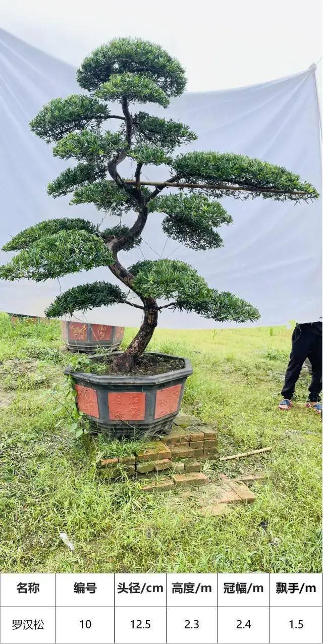 【马后花园】头径12-15公分,s型罗汉松盆景,工程,庭院适用_广东省