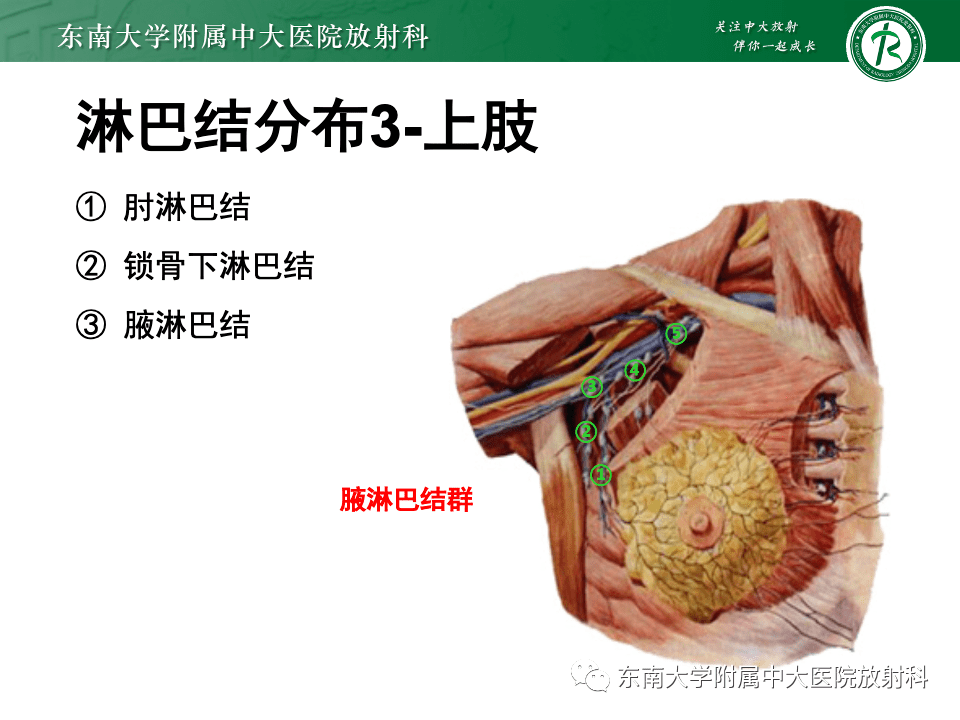 多發性淋巴結增大的影像診斷思路_全網_解剖圖_系統