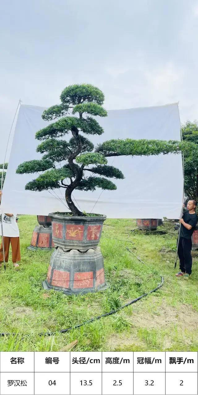 马后花园头径1215公分s型罗汉松盆景工程庭院适用