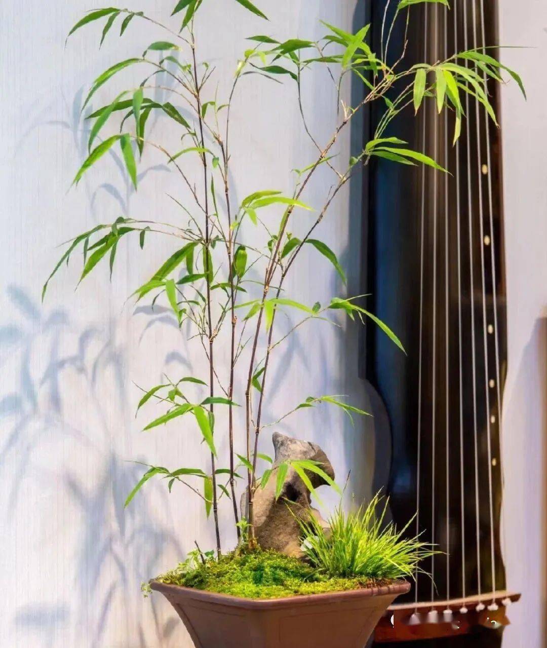 茶室养一盆竹子禅意满满