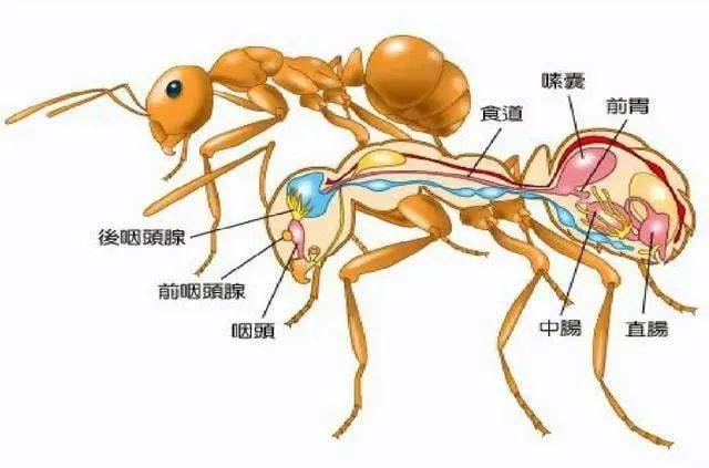蚂蚁身体结构分解图图片