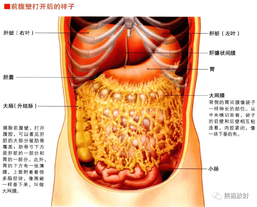 3d解剖丨腹壁脊柱腹腔腹膜