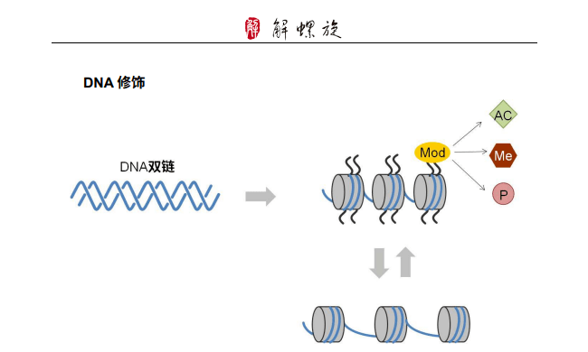 小白也能做机制研究,双荧光报告基因实验、ChIP、组蛋白修饰,手把手教你细胞实验_检测_抗体_通路