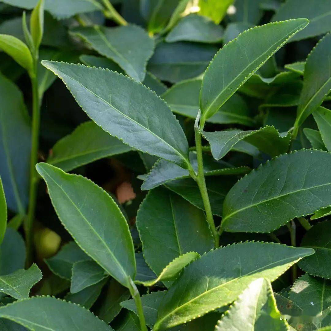 毛蟹植株灌木型,中叶类,中芽种.