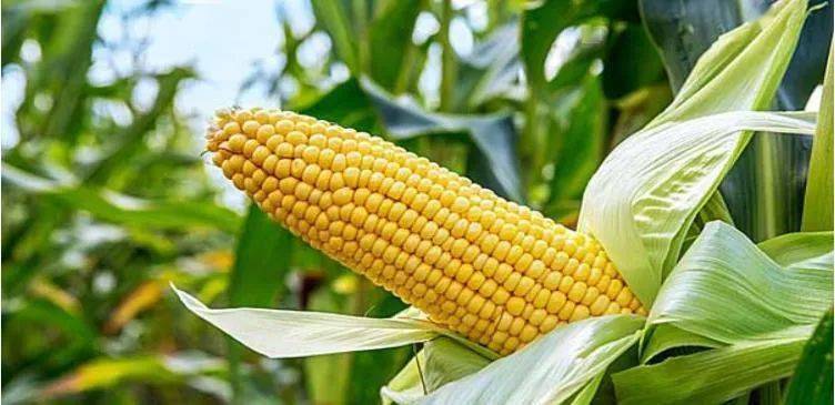 玉米除草剂的用法_玉米除草剂视频_玉米专用除草剂