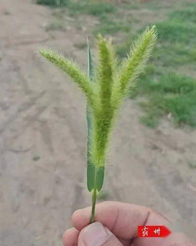 霸州村外神奇的存在:竟然发现长了三颗头的"草"_脑袋_小草_穗儿