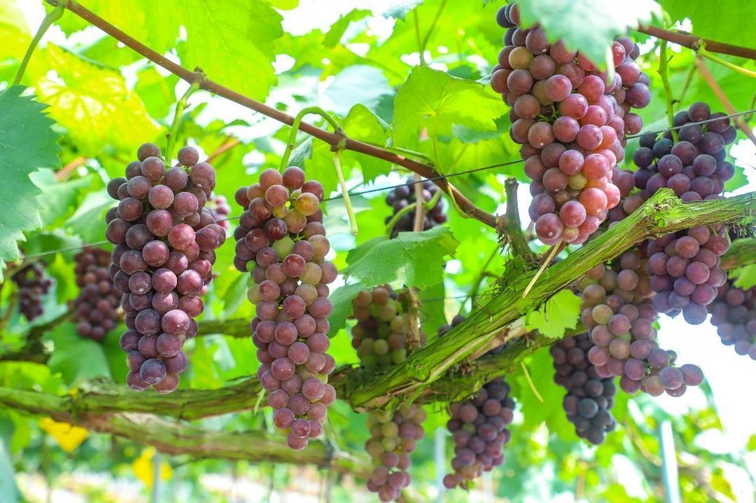 第十三届重庆璧山葡萄采摘季即日起开幕2万亩葡萄邀您共赴一场甜蜜之