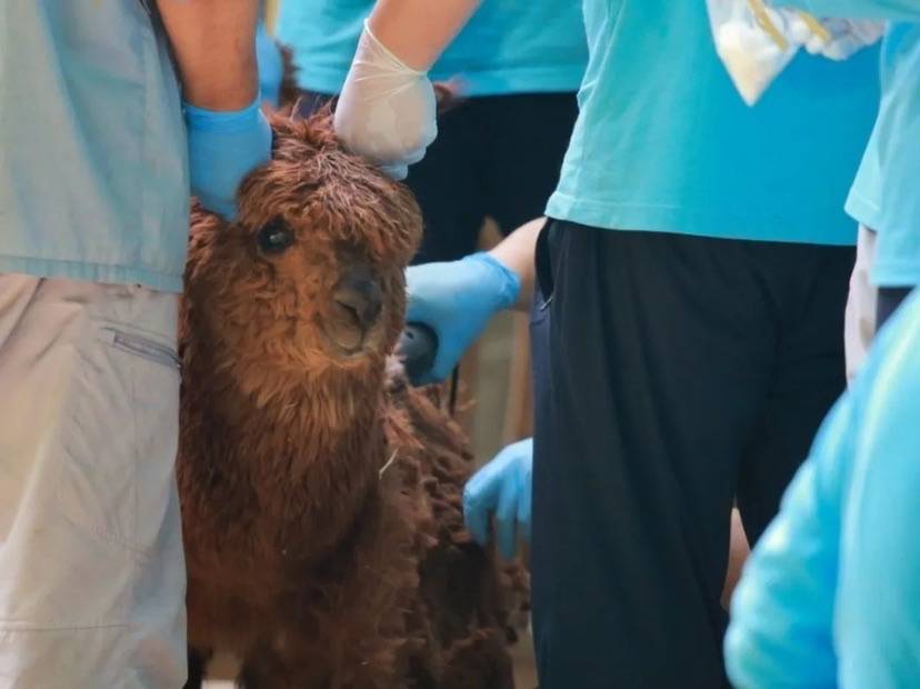 披著毛衣的羊駝會中暑嗎上海動物園託尼天團為羊駝剃毛