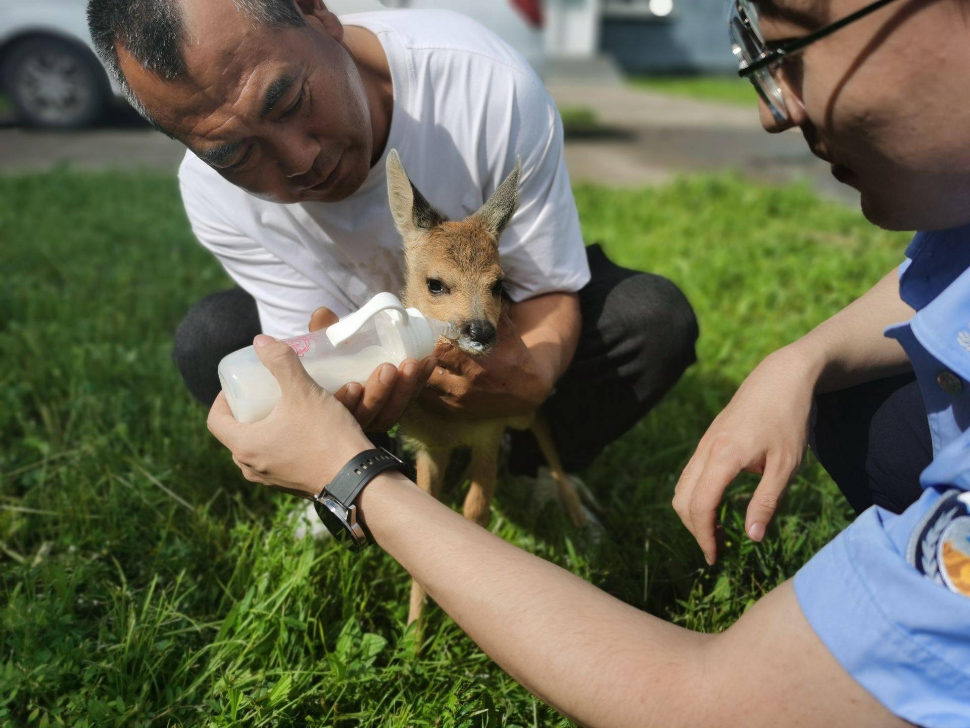 小狍子落单警民联手救助