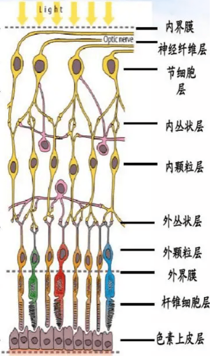 視網膜_血管_動脈血