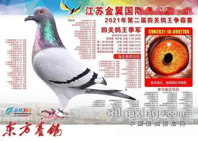 江苏海燕鸽舍的三栖赛鸽传奇_南通_奖杯_全国