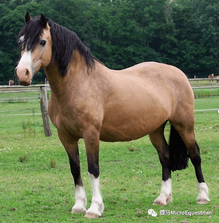 除了pony你知道cob是什麼馬嗎