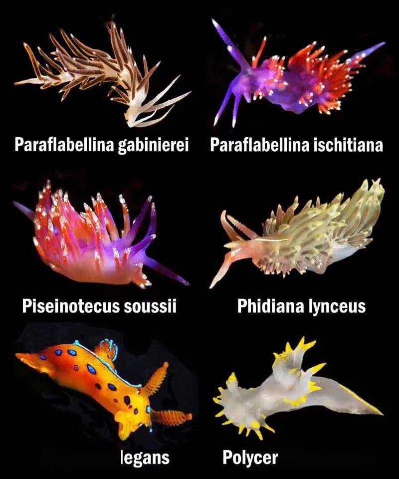 海兔的种类大全