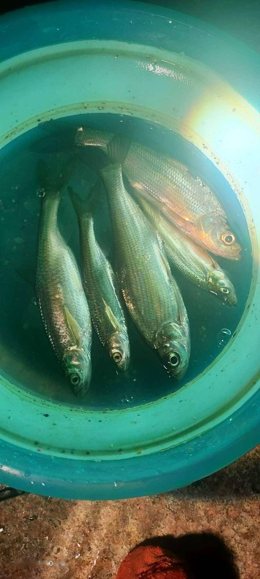 暴雨过后求鲫连,反被白条青稍盘_鱼情_野塘_解毒