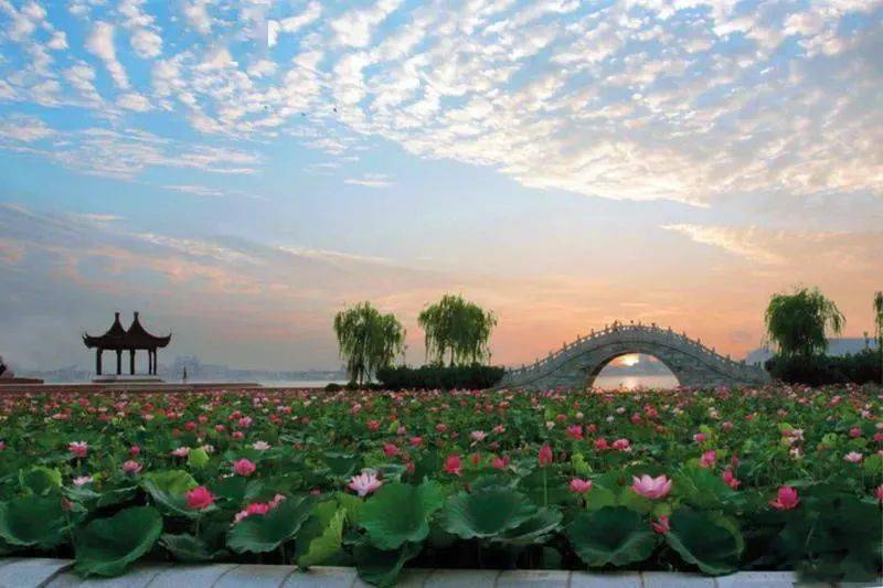 宜興賞荷地夏也溫柔水是眼波橫,山是眉峰聚,敔山湖公園,申南村牡丹