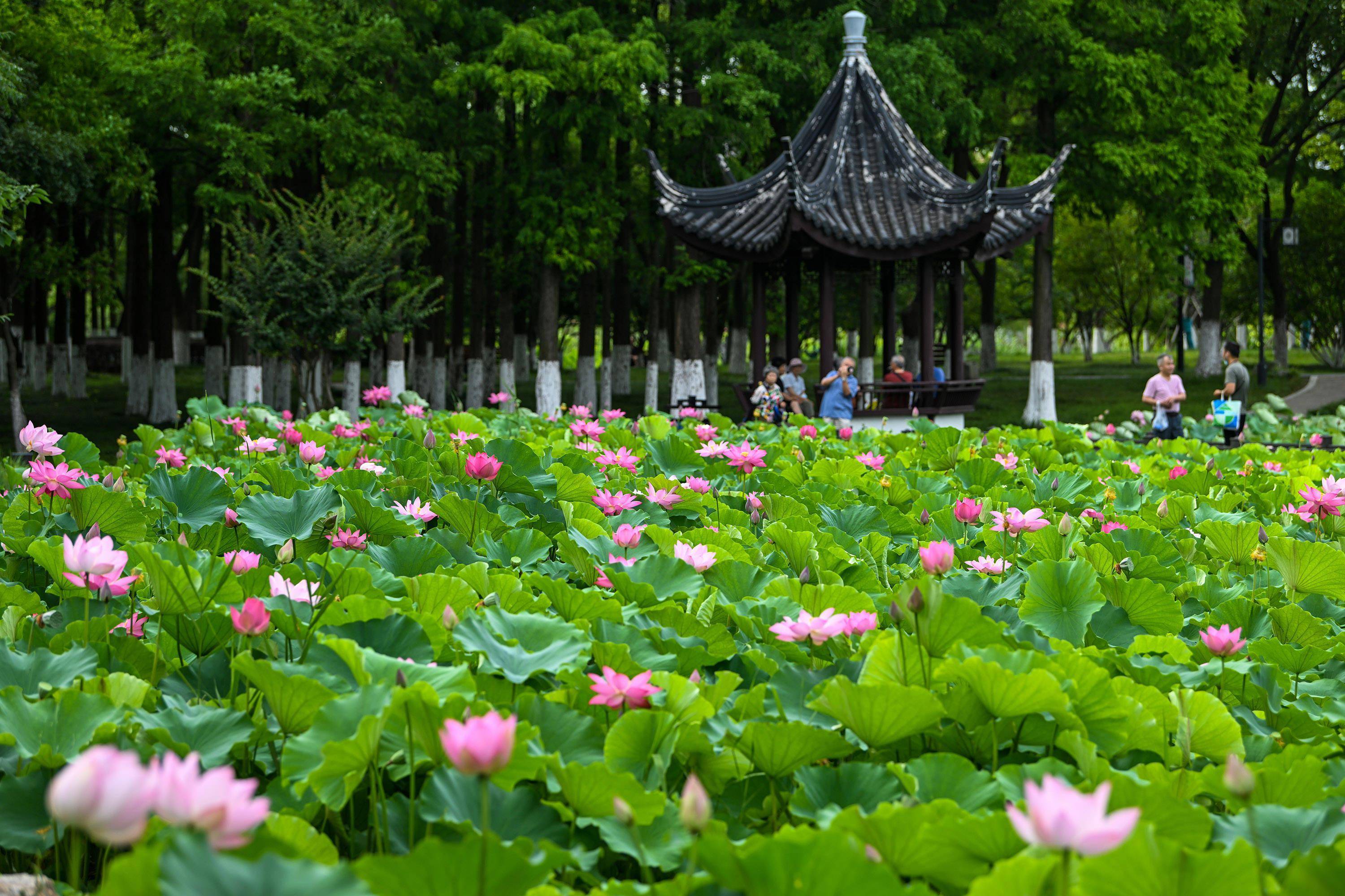 映日荷花k线图图片