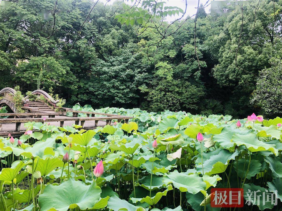 美出仙气!武汉青山白玉山公园荷花盛放_白玉阁_游客_女士