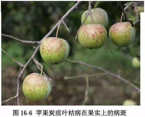植保一定要注意防治苹果炭疽叶枯病