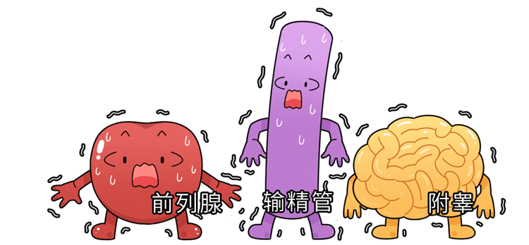 也会加重上述症状及附睾的平滑肌紧张度增加而这些腺体和输精管其中