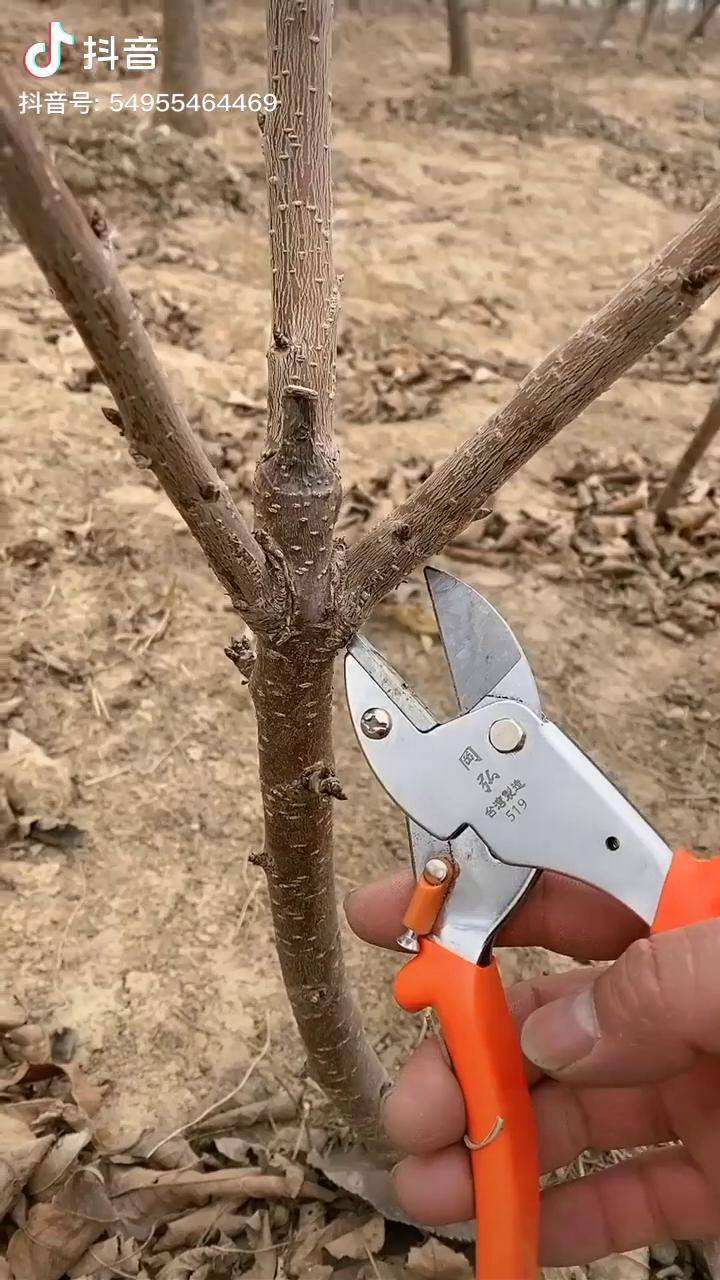 果树修剪 果树种植 樱桃树修剪 果树修剪技术 樱桃树管理_修剪_果树