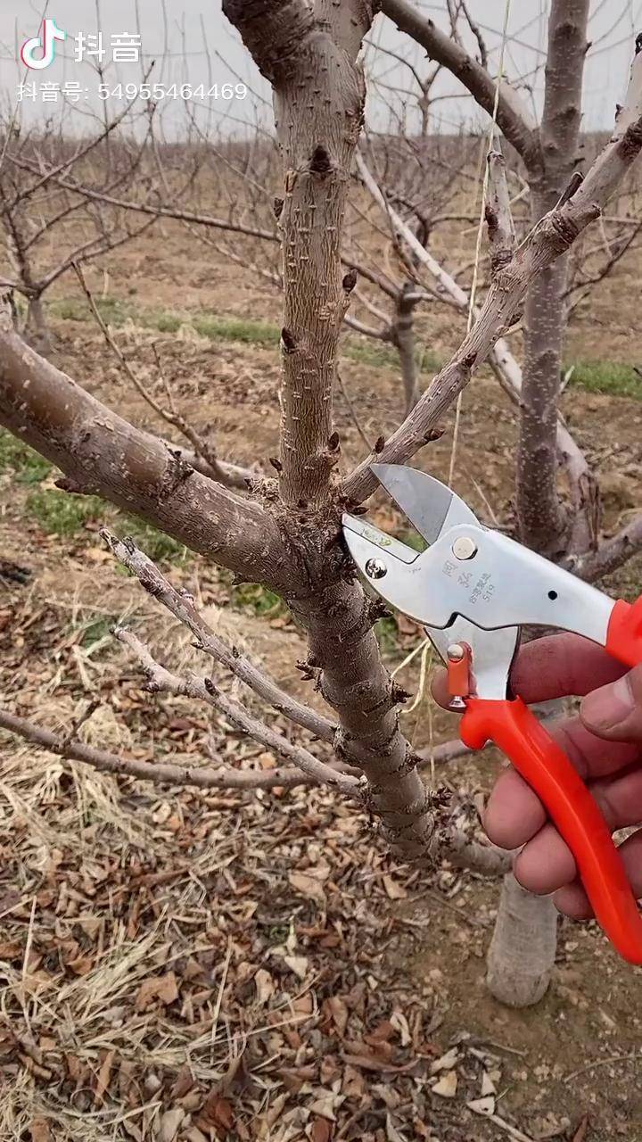 樱桃树修剪 果树修剪 果树修剪技术 樱桃树管理_修剪_果树_管理