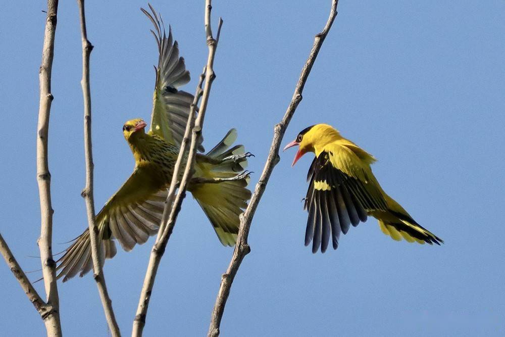 兩個黃鸝鳴翠柳_漿果_昆蟲_活動