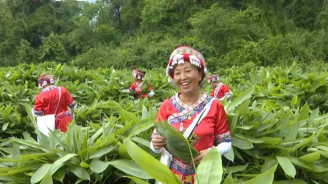 江西粽叶种植基地图片