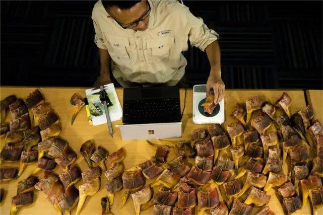 盔犀鸟头骨做成的工艺品,价格高昂,有时价格是象牙的三倍,甚至能买一