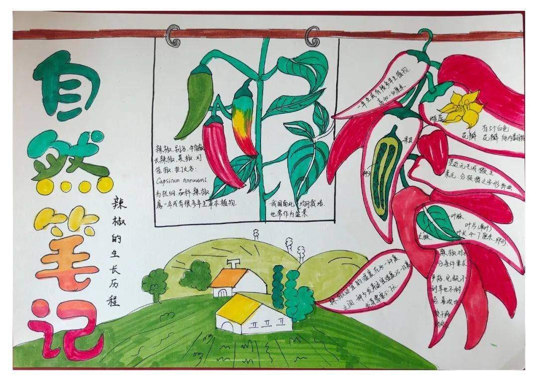 自然笔记大赛初中组获奖作品展示三