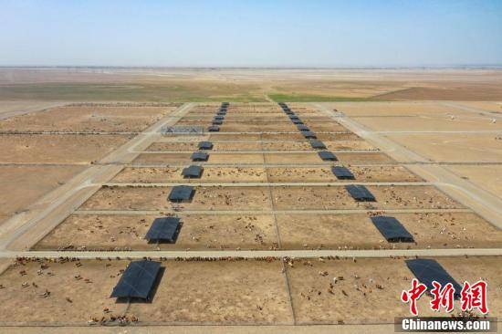 航拍新疆最大牛场叶城戈壁滩上种草养牛