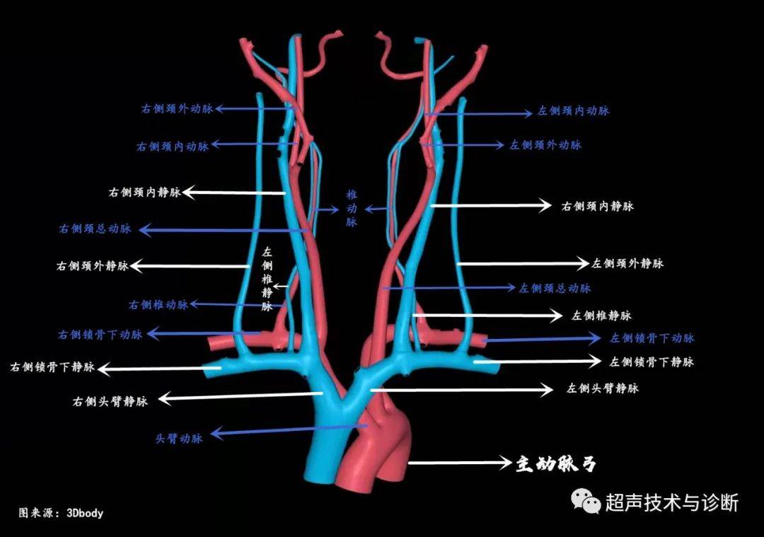 点击可放大查看(图中有两个左右标记反了)注意:1,颈内静脉虽伴行颈总