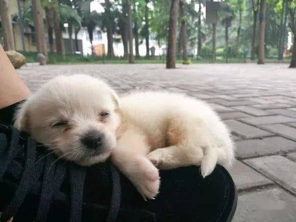 散步半路杀出一只小奶狗女友见后喜欢的不得了十分温顺可爱