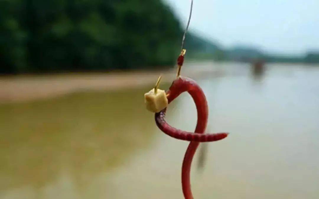 钓鱼大神总结的4种挂蚯蚓方法,钓上的鲫鱼又肥又大!_鱼钩_倒刺_饵料