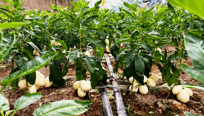 【"三农"发展进行时】军户农场:人参果长势喜人 "钱"途可期_毛春山