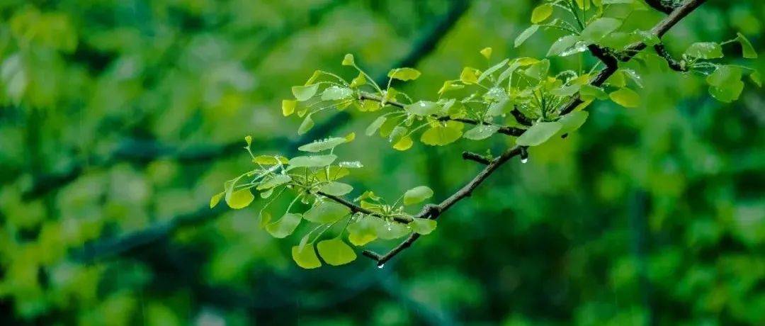 降水减弱!今天全省多地有阵雨,小幅升温_北风_多云_天气