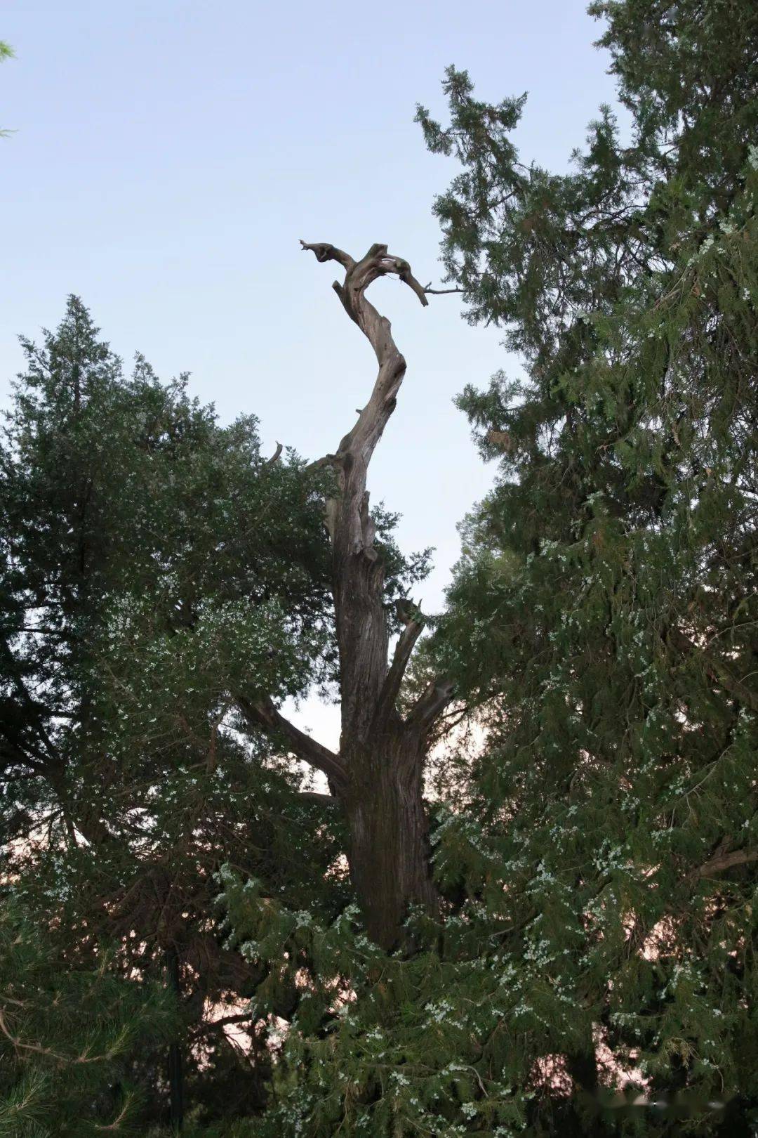 天坛古柏一柏具一态巧与造物争